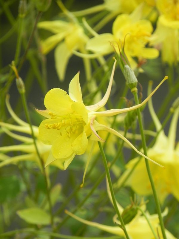 Aquilegia chrysantha ‘Yellow Queen’