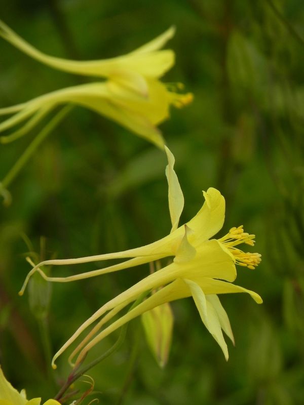 Aquilegia chrysantha ‘Yellow Queen’