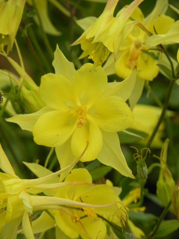 Aquilegia chrysantha ‘Yellow Queen’