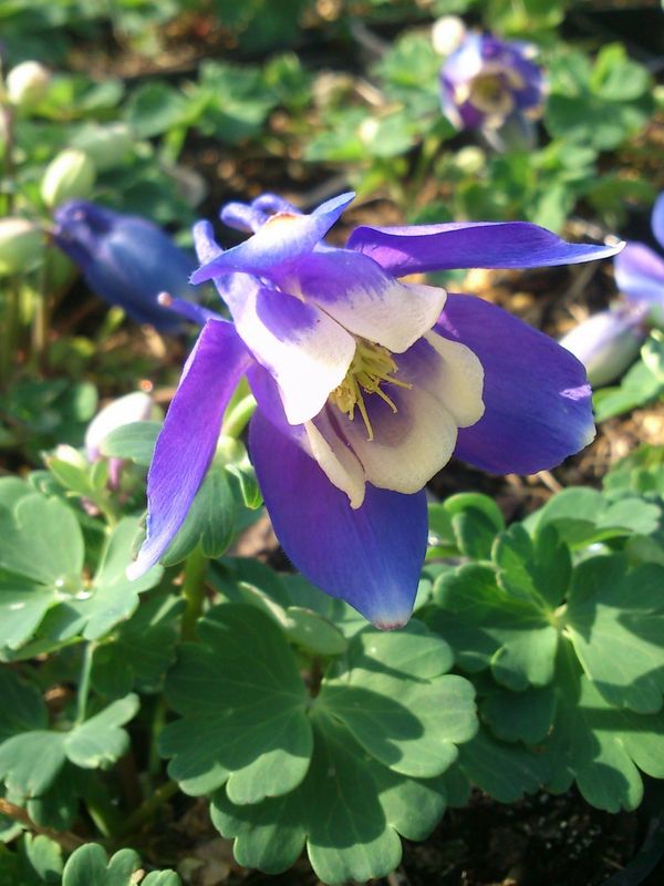 Aquilegia flabellata ‘Cameo Blue & White’