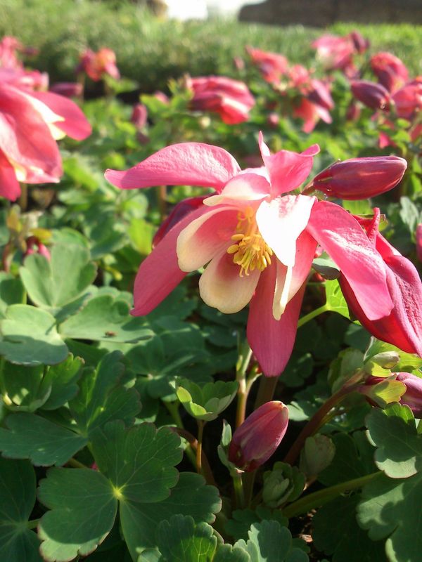 Aquilegia flabellata ‘Cameo Rosea & White’