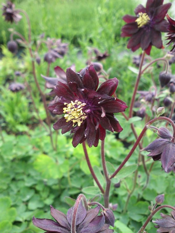 Aquilegia vulgaris ‘plena Black Barlow’
