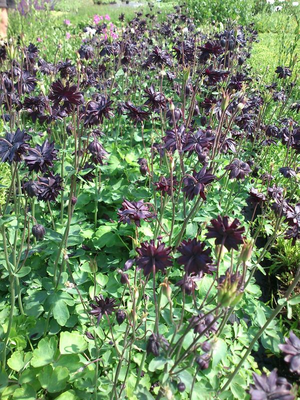 Aquilegia vulgaris ‘plena Black Barlow’