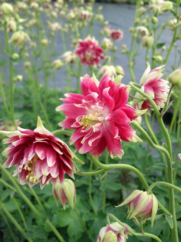 Aquilegia vulgaris ‘plena Nora Barlow’