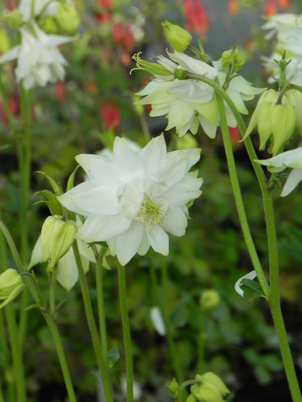 Aquilegia vulgaris ‘plena Green Apples’