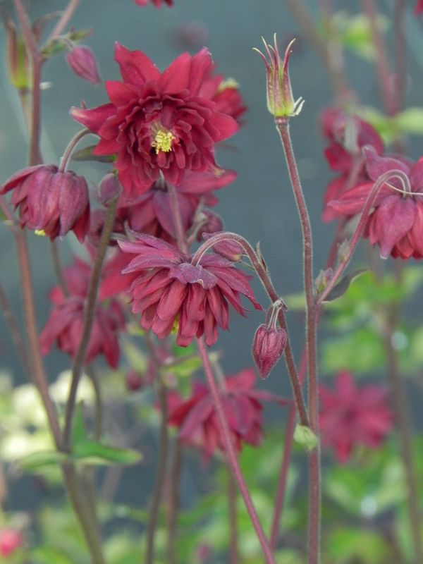 Aquilegia vulgaris ‘plena Ruby Port’