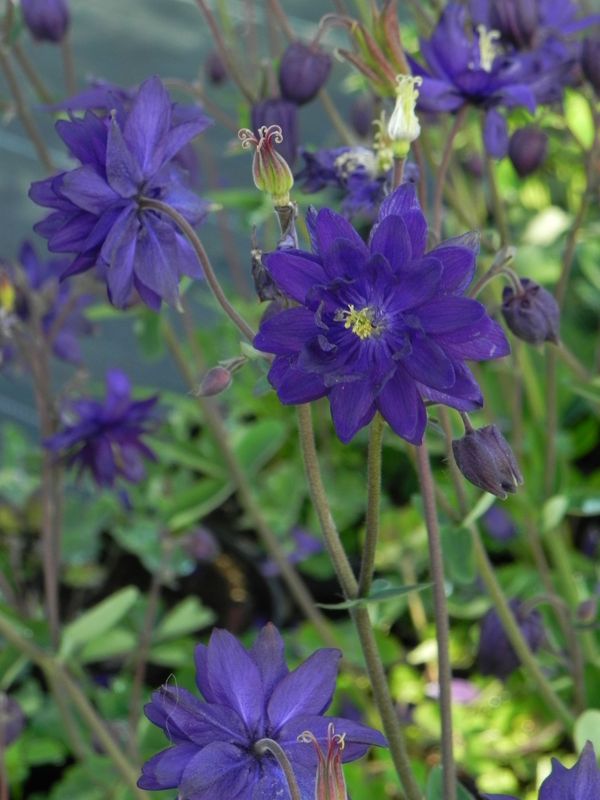 Aquilegia vulgaris ‘plena Blue Barlow’