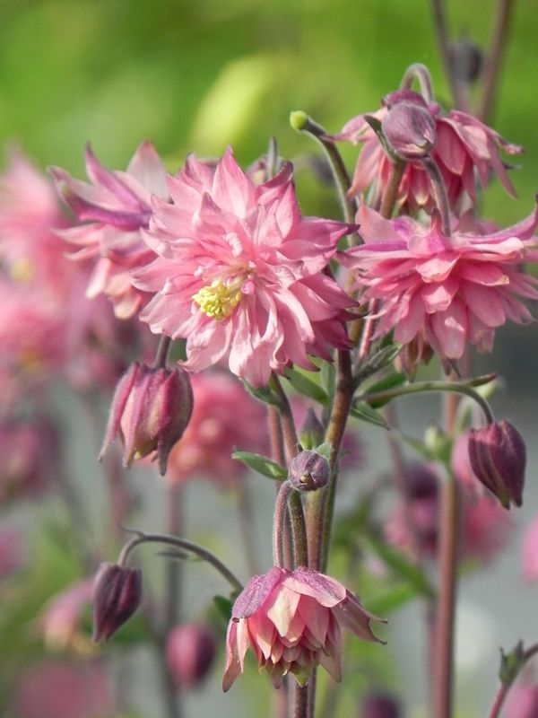 Aquilegia vulgaris ‘Rose Barlow’