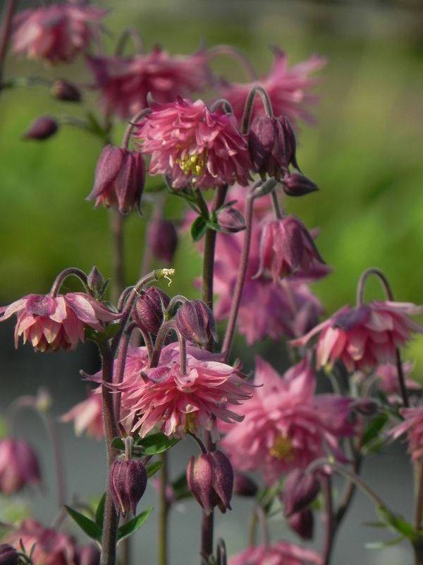 Aquilegia vulgaris ‘Rose Barlow’