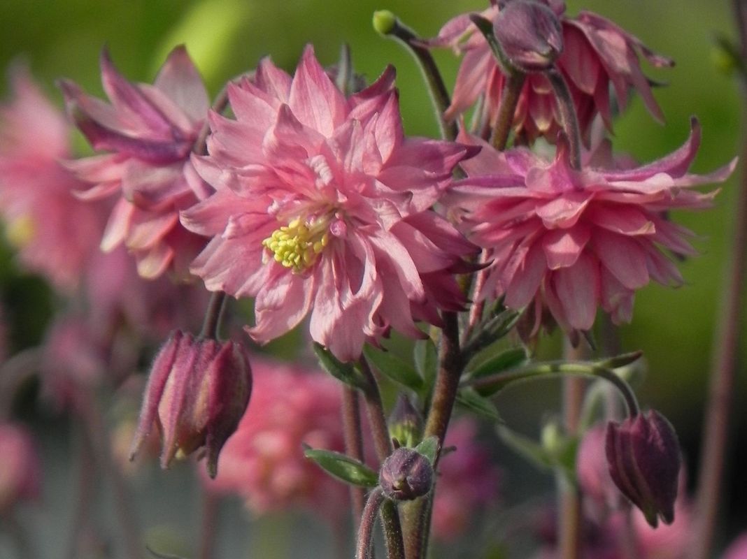 Aquilegia vulgaris ‘Rose Barlow’