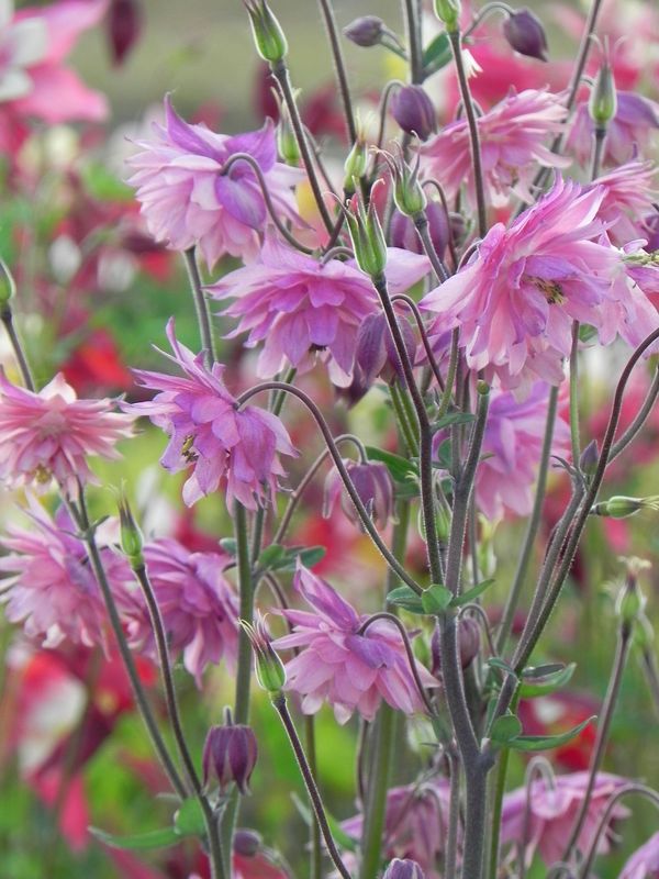 Aquilegia vulgaris ‘Rose Barlow’