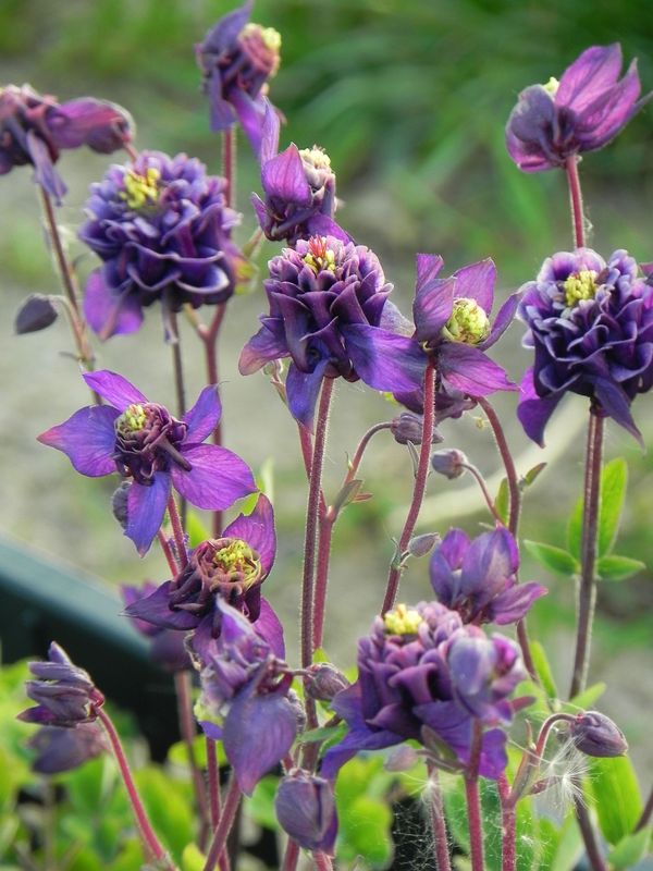 Aquilegia vulgaris ‘Winky Double Blue & White’