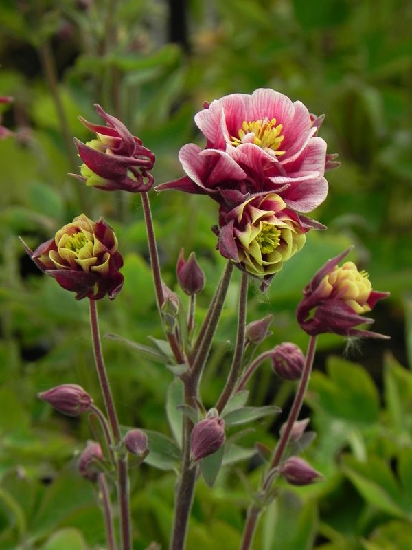 Aquilegia vulgaris ‘Winky Double Red & White’