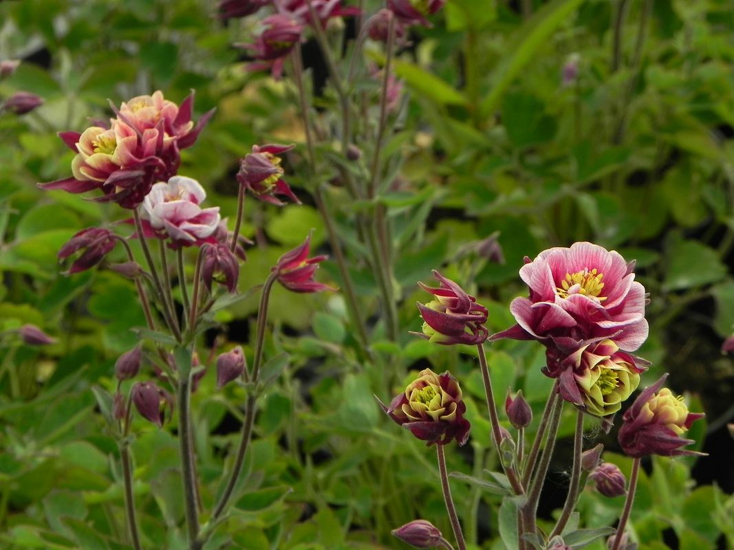 Aquilegia vulgaris ‘Winky Double Red & White’