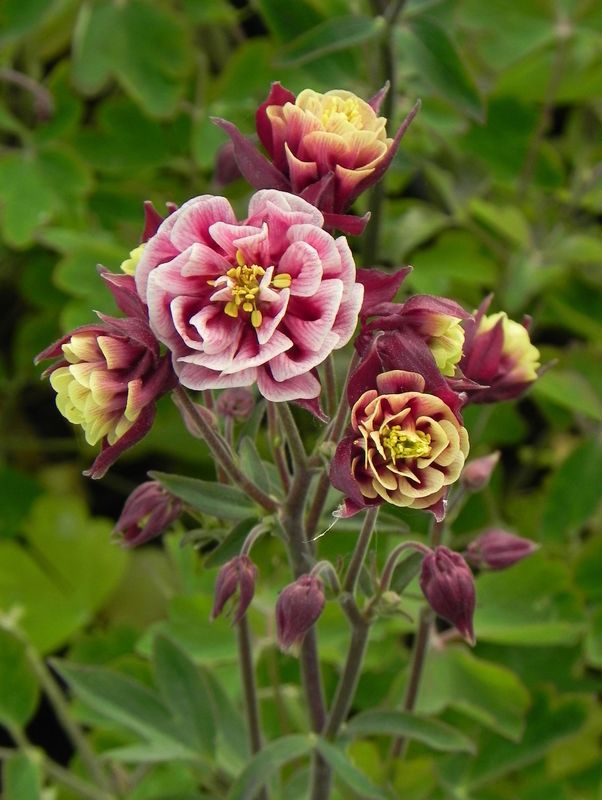 Aquilegia vulgaris ‘Winky Double Red & White’