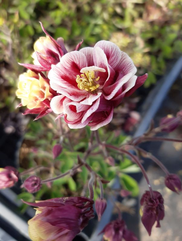 Aquilegia vulgaris ‘Winky Double Red & White’