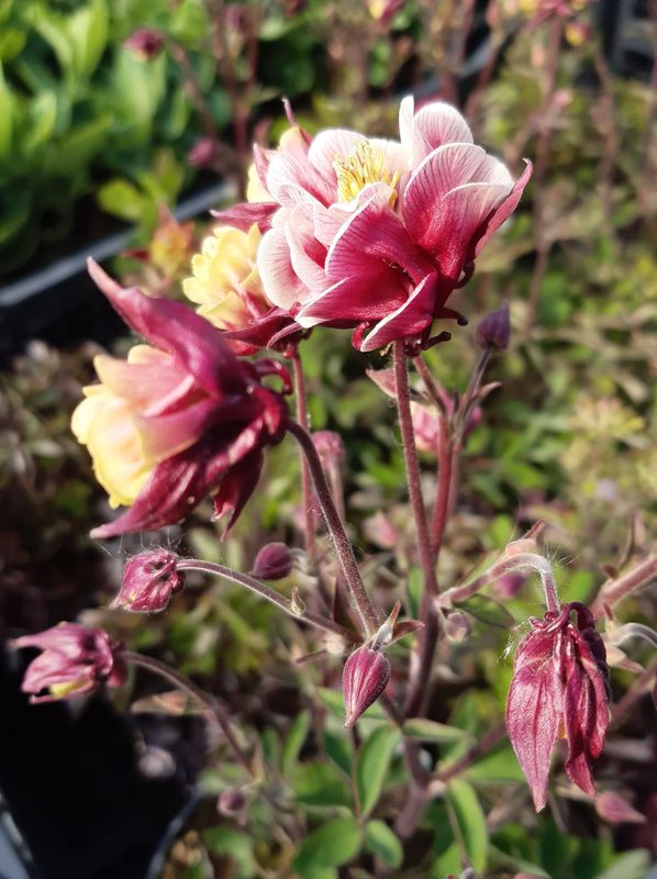 Aquilegia vulgaris ‘Winky Double Red & White’