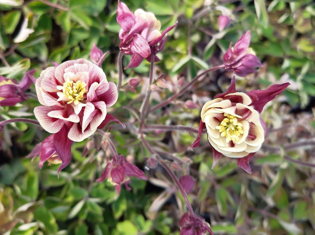 Aquilegia vulgaris ‘Winky Double Red & White’