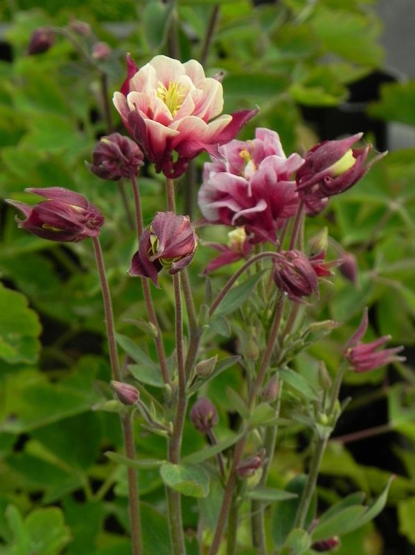 Aquilegia vulgaris ‘Winky Double Red & White’