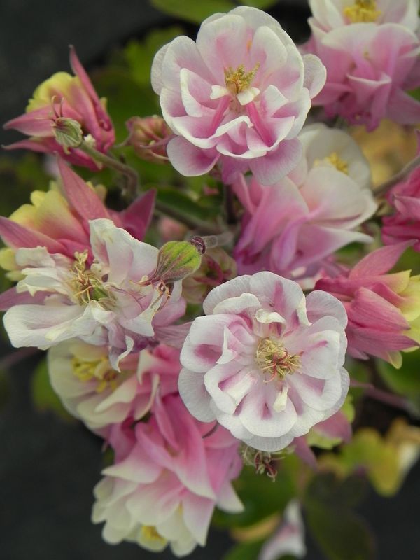 Aquilegia vulgaris ‘Winky Double Rose & White’