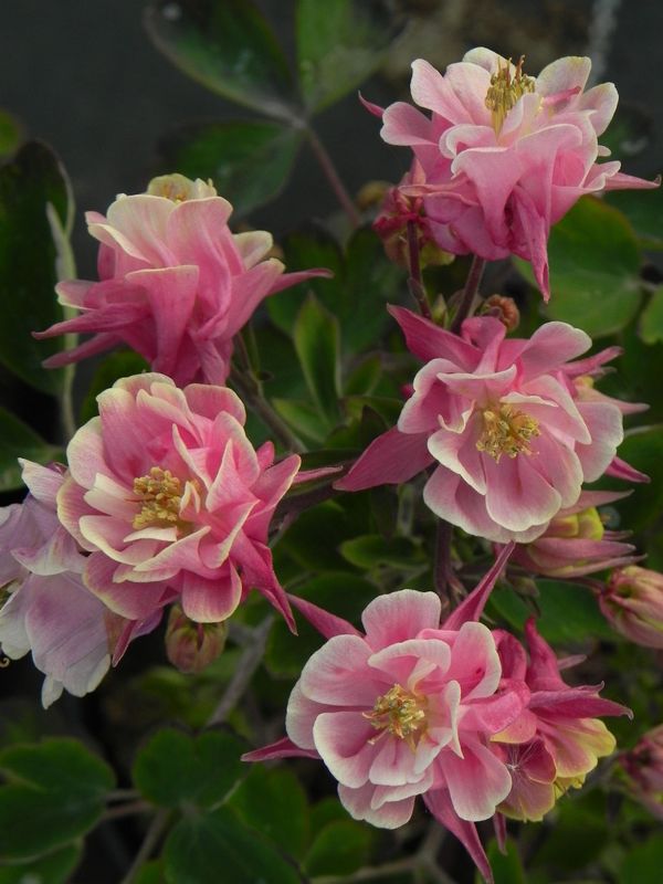 Aquilegia vulgaris ‘Winky Double Rose & White’