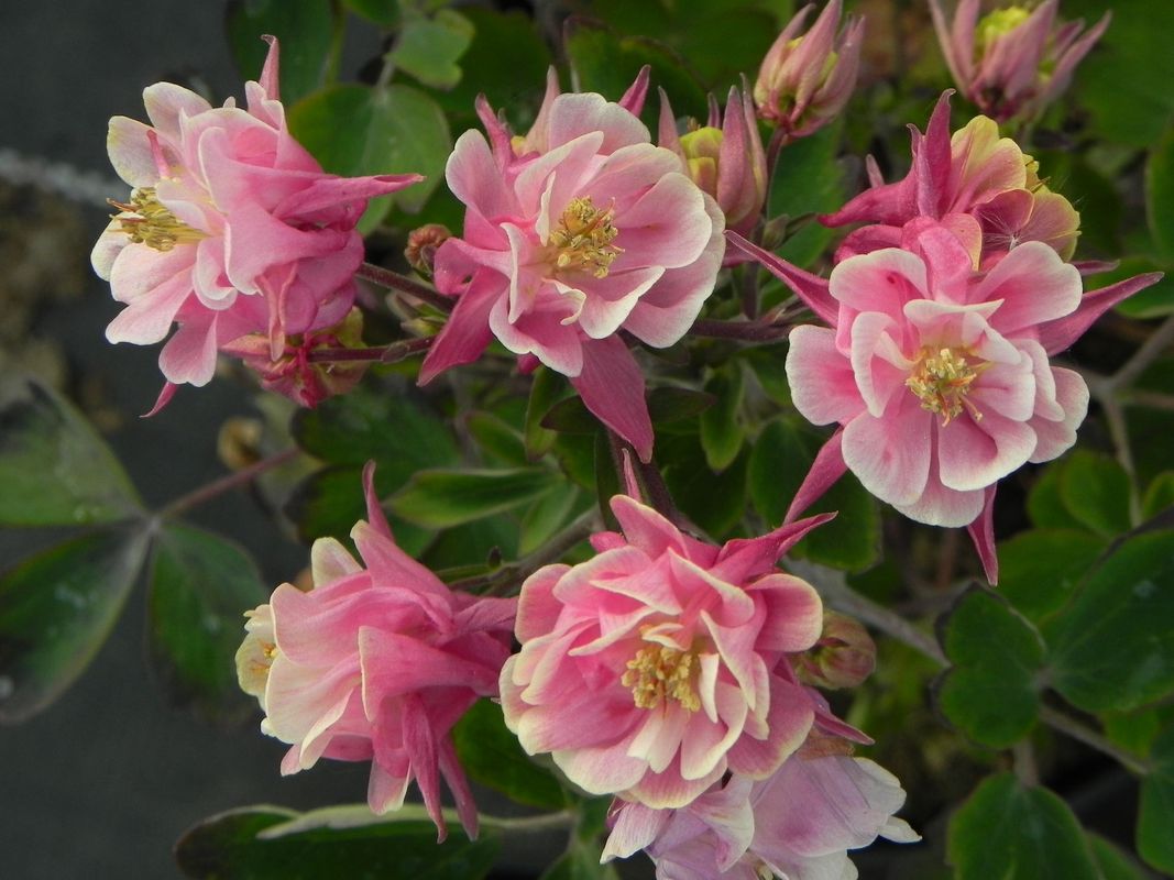 Aquilegia vulgaris ‘Winky Double Rose & White’