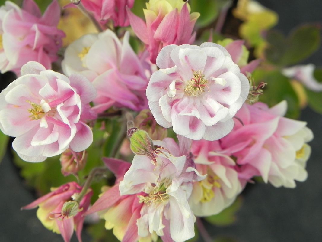 Aquilegia vulgaris ‘Winky Double Rose & White’