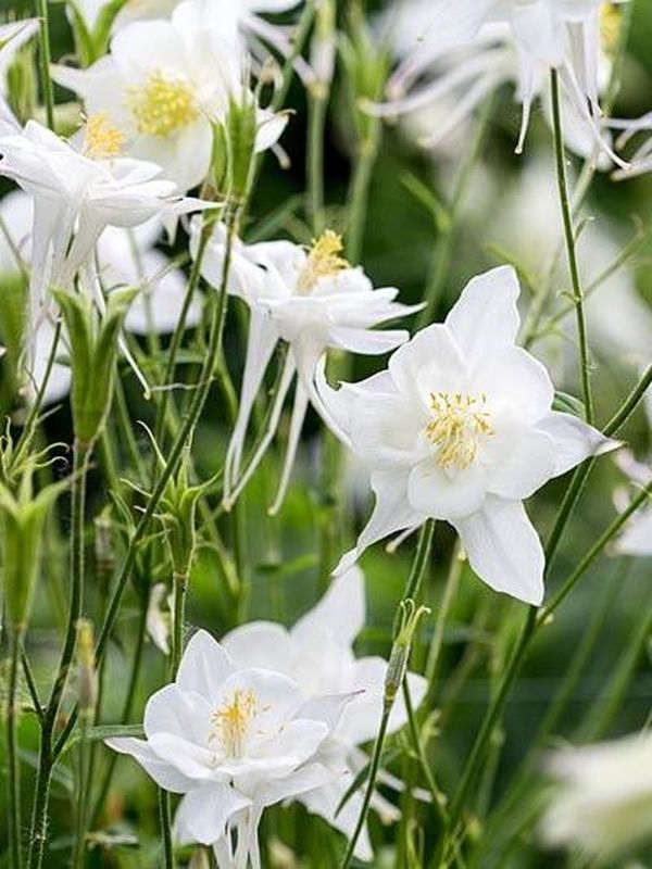 Aquilegia vulgaris ‘Alba’