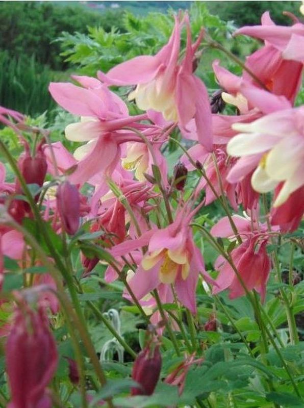 Aquilegia vulgaris ‘Heidi’