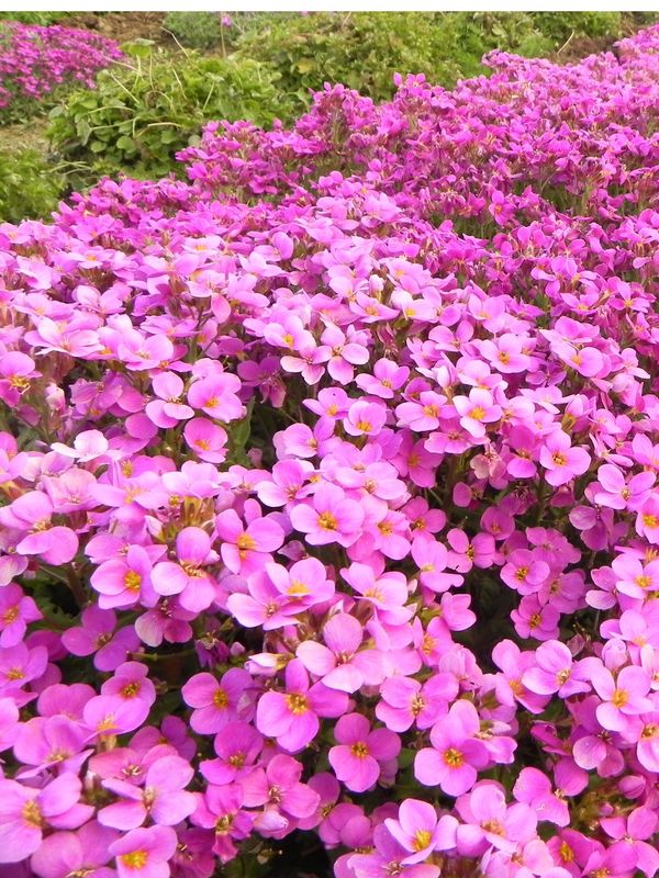 Arabis caucasica ‘Pinkie’