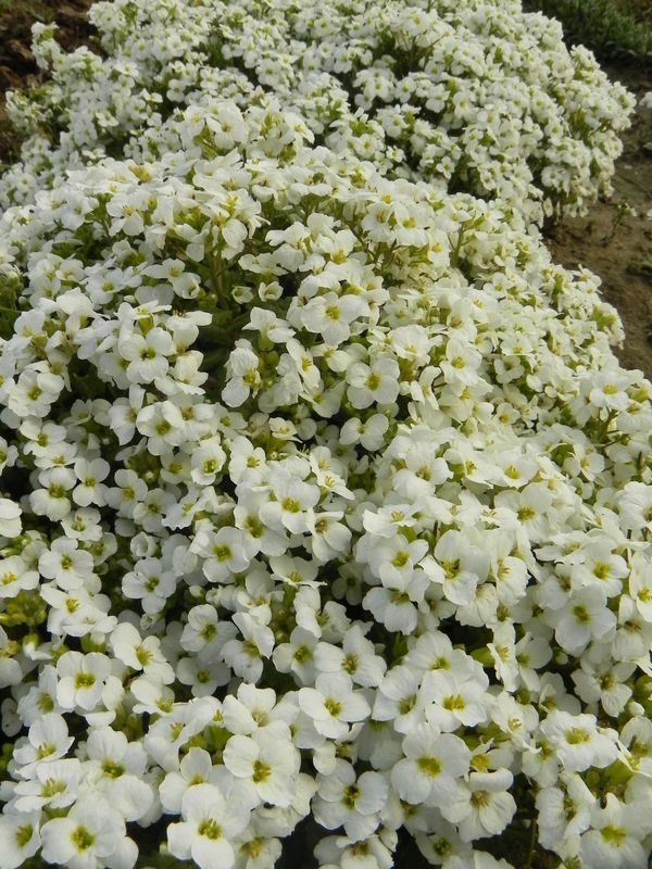 Arabis caucasica ‘Snow Cap’