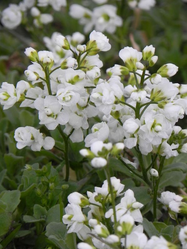 Arabis caucasica ‘Plena’