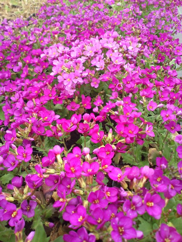 Arabis caucasica ‘Aubris Deep Rose’