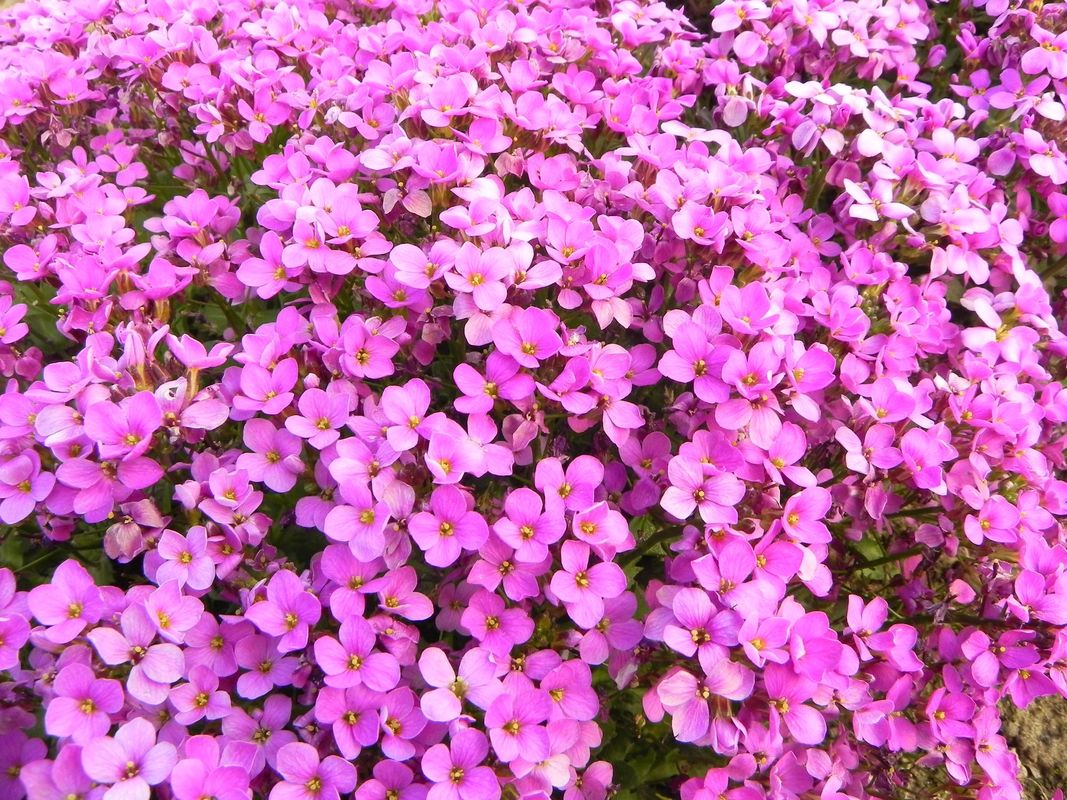 Arabis caucasica ‘Aubris Deep Rose’