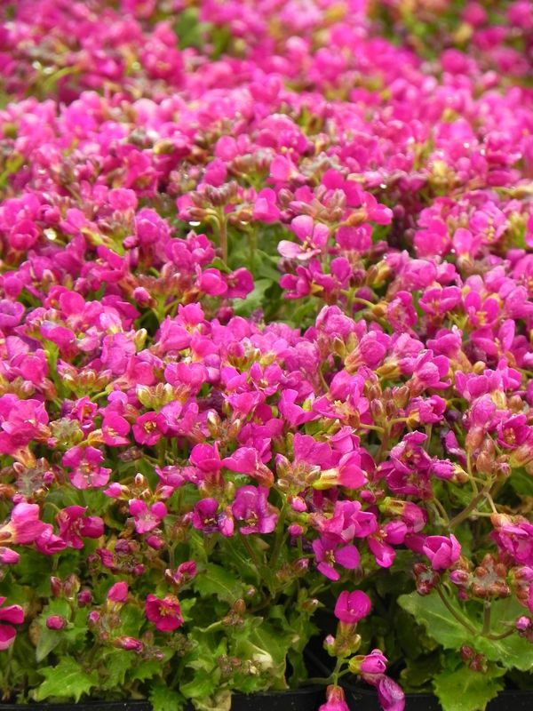 Arabis caucasica ‘Aubris Deep Rose’