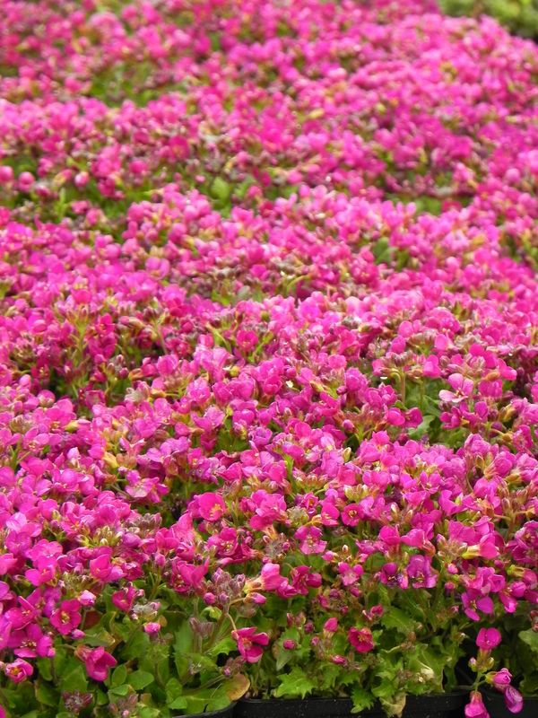 Arabis caucasica ‘Aubris Deep Rose’