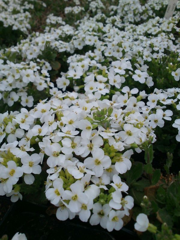 Arabis caucasica ‘Aubris White’