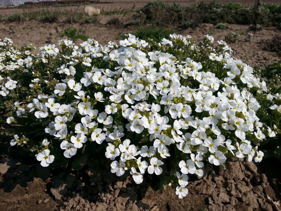 Arabis caucasica ‘Aubris White’