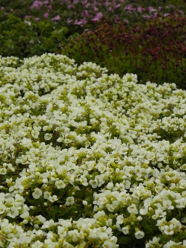 Arabis caucasica ‘Aubris White’