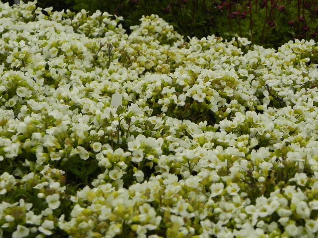 Arabis caucasica ‘Aubris White’