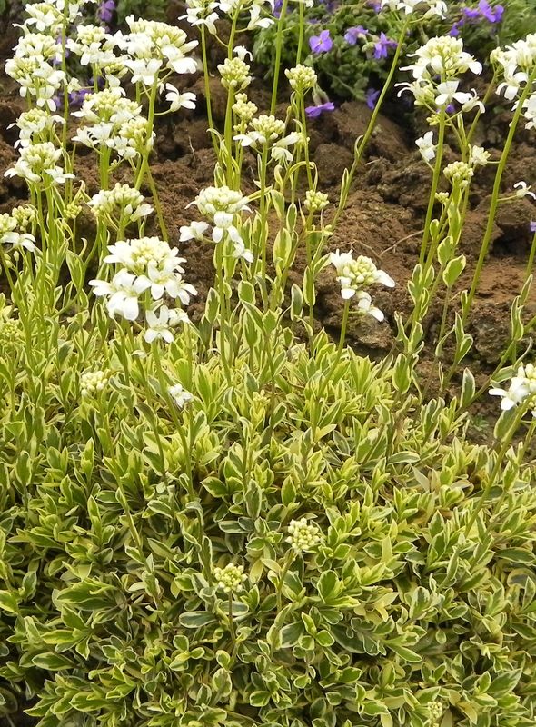Arabis ferdinandi-coburgii ‘Old Gold’