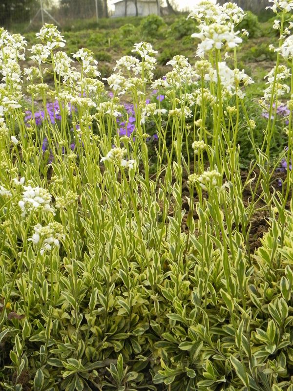 Arabis ferdinandi-coburgii ‘Old Gold’