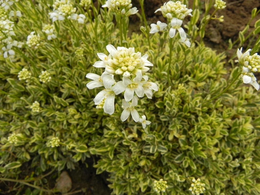 Arabis ferdinandi-coburgii ‘Old Gold’