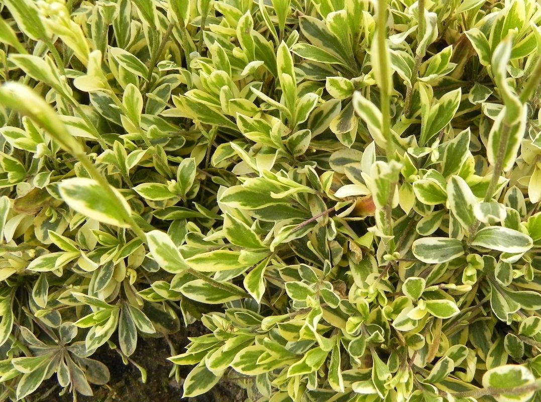 Arabis ferdinandi-coburgii ‘Old Gold’