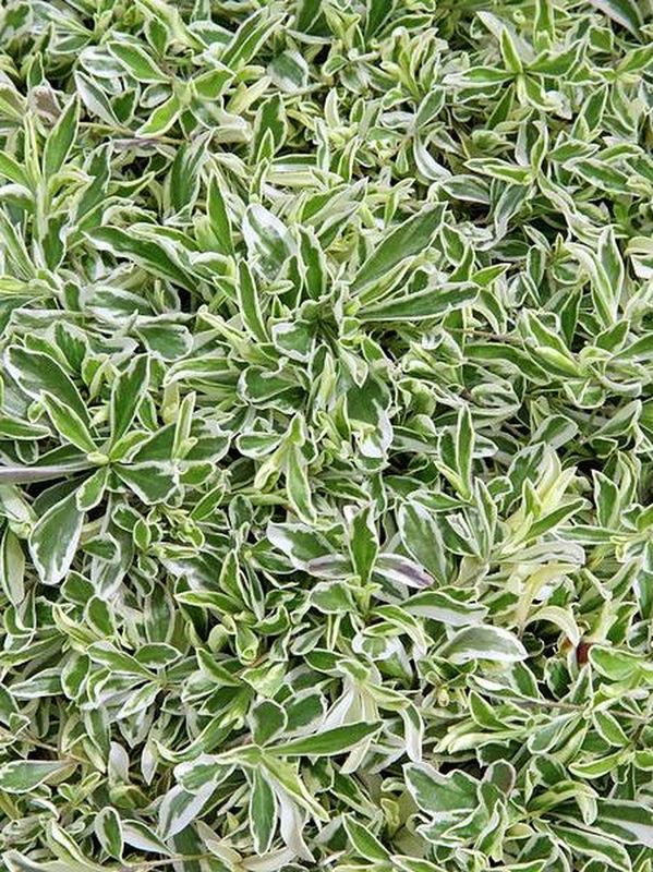 Arabis ferdinandi-coburgii ‘Variegata’