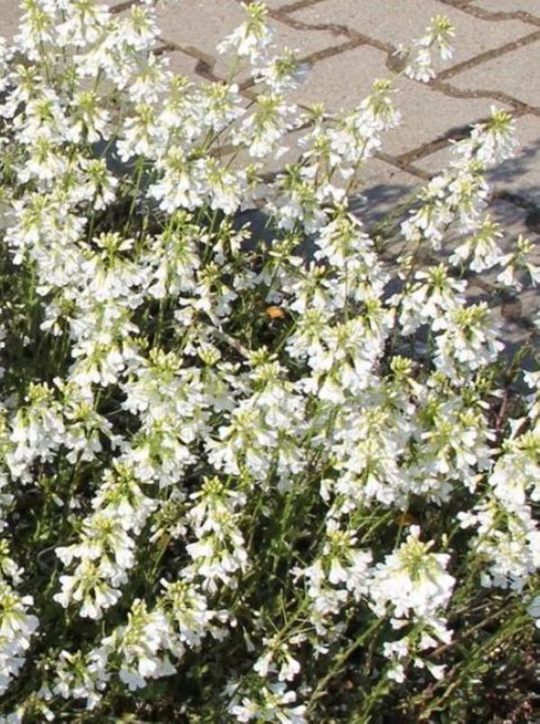 Arabis procurrens ‘Neuschnee’