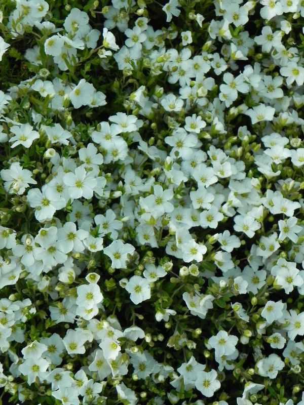 Arenaria montana ‘Ronda’
