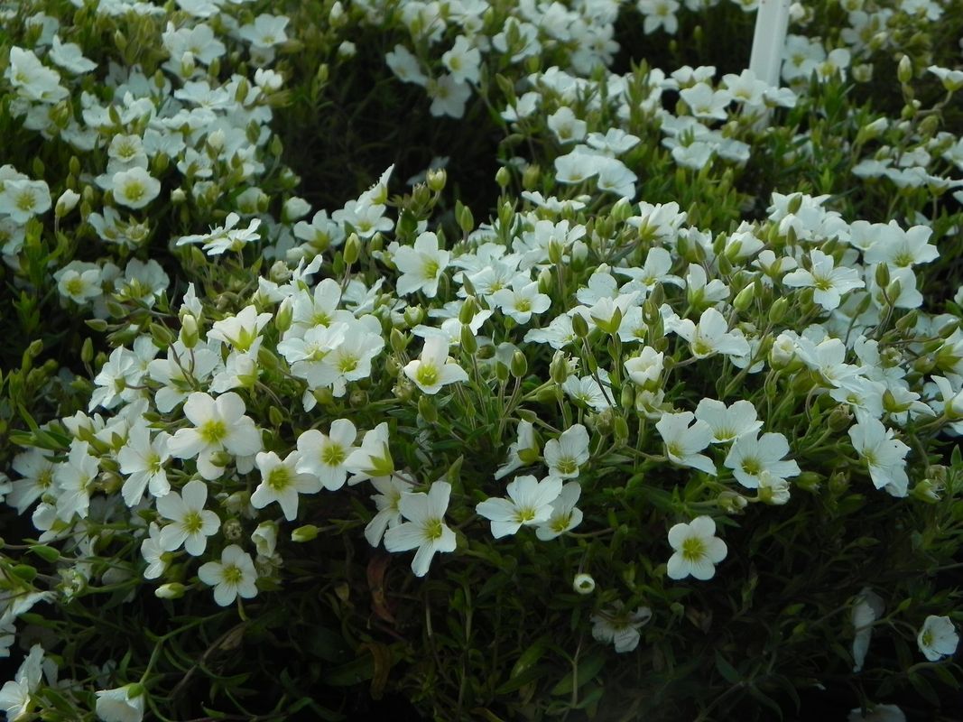 Arenaria montana ‘Ronda’