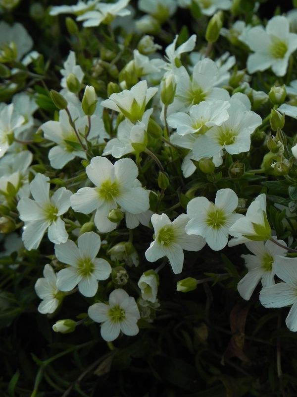 Arenaria montana ‘Ronda’