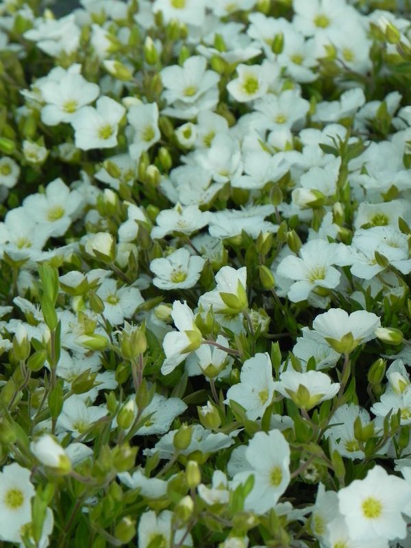 Arenaria montana ‘Ronda’